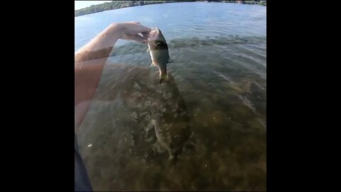 Releasing a Bass