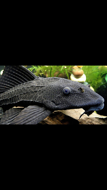 Pleco Armoured Zombie Fish