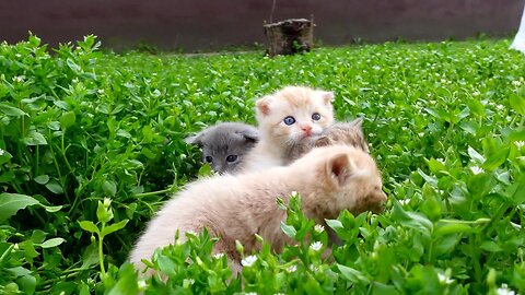 Ушки ветер! Смотрите, как котята наслаждаются первой прогулкой по зеленой траве