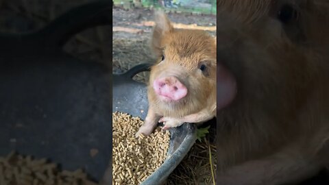 MORNING FEEDINGS🐷 #kunekune #pigs #farmanimals #farmlife #homestead #shorts #foryou #yt #cute