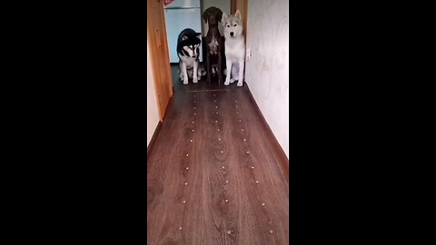Three dogs compete to be the first to reach the finish line!
