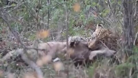 When Predator Becomes Prey! Leopard Was Busy Hunting Warthog But Ended Up Being Prey Of Hungry Lion