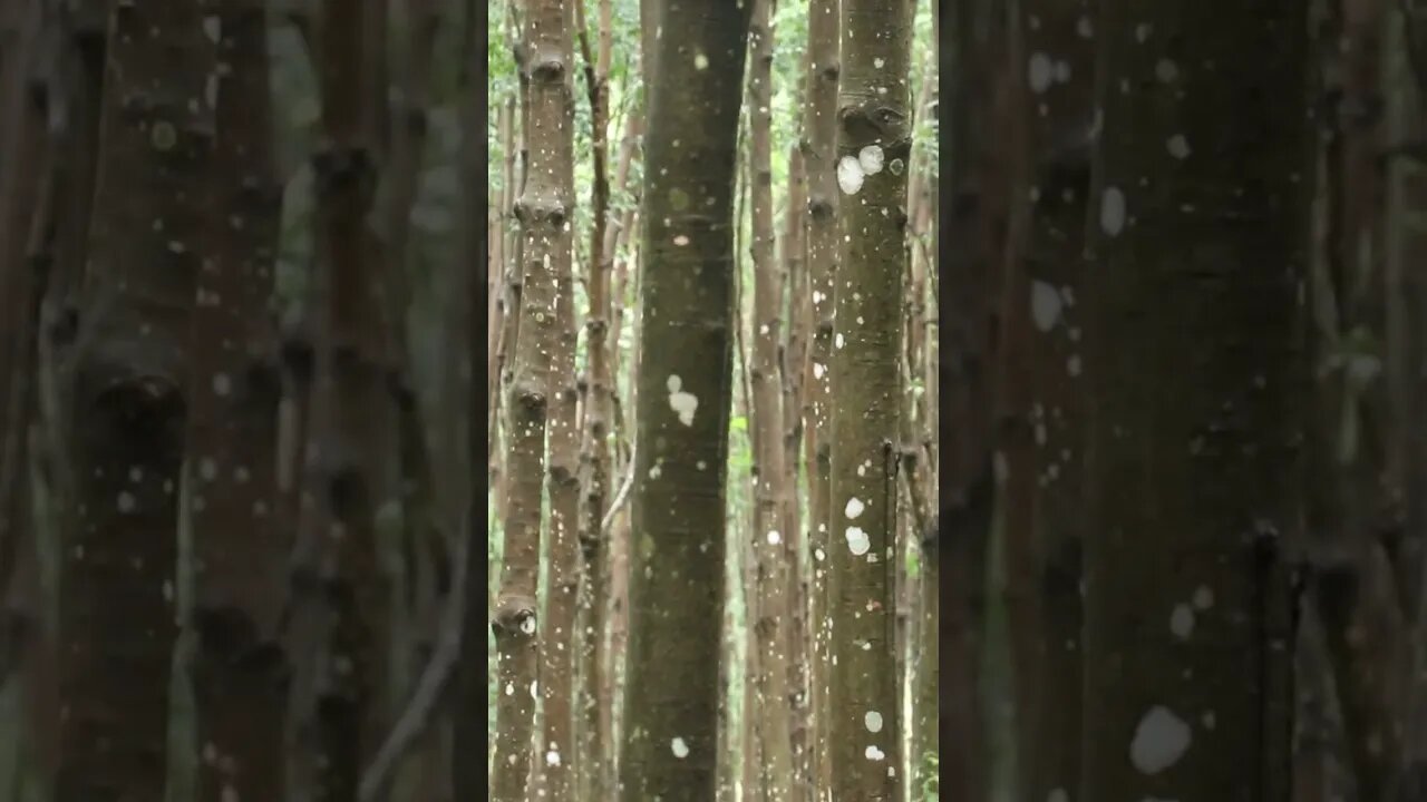 កៅស៊ូហូរជ័ ហេតុអ្វី?