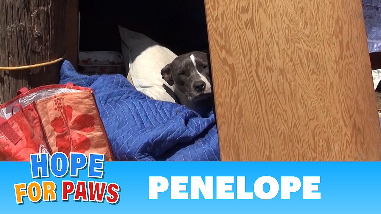 Penelope: a sick, injured Pit Bull gets rescued and is now looking for a home.