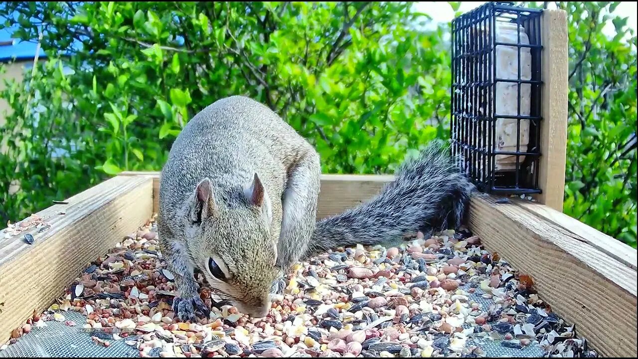 Squirrel Lovers Up-Close 4K