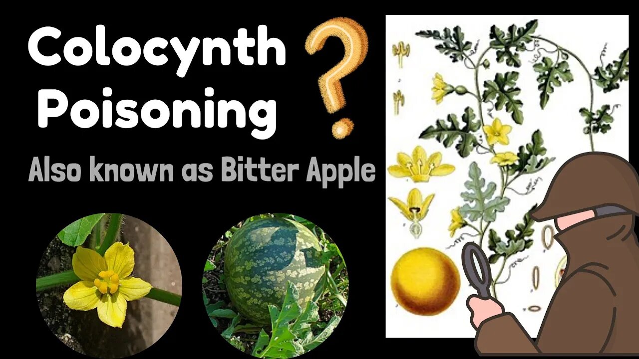 Colocynth Poisoning Explained! | Bitter Apple | Novice Medic