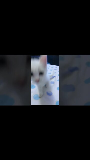 Kelly Is Playing. with me cute cat vidoes #persian #cat #kitten #kittensounds #PersianCatsZone