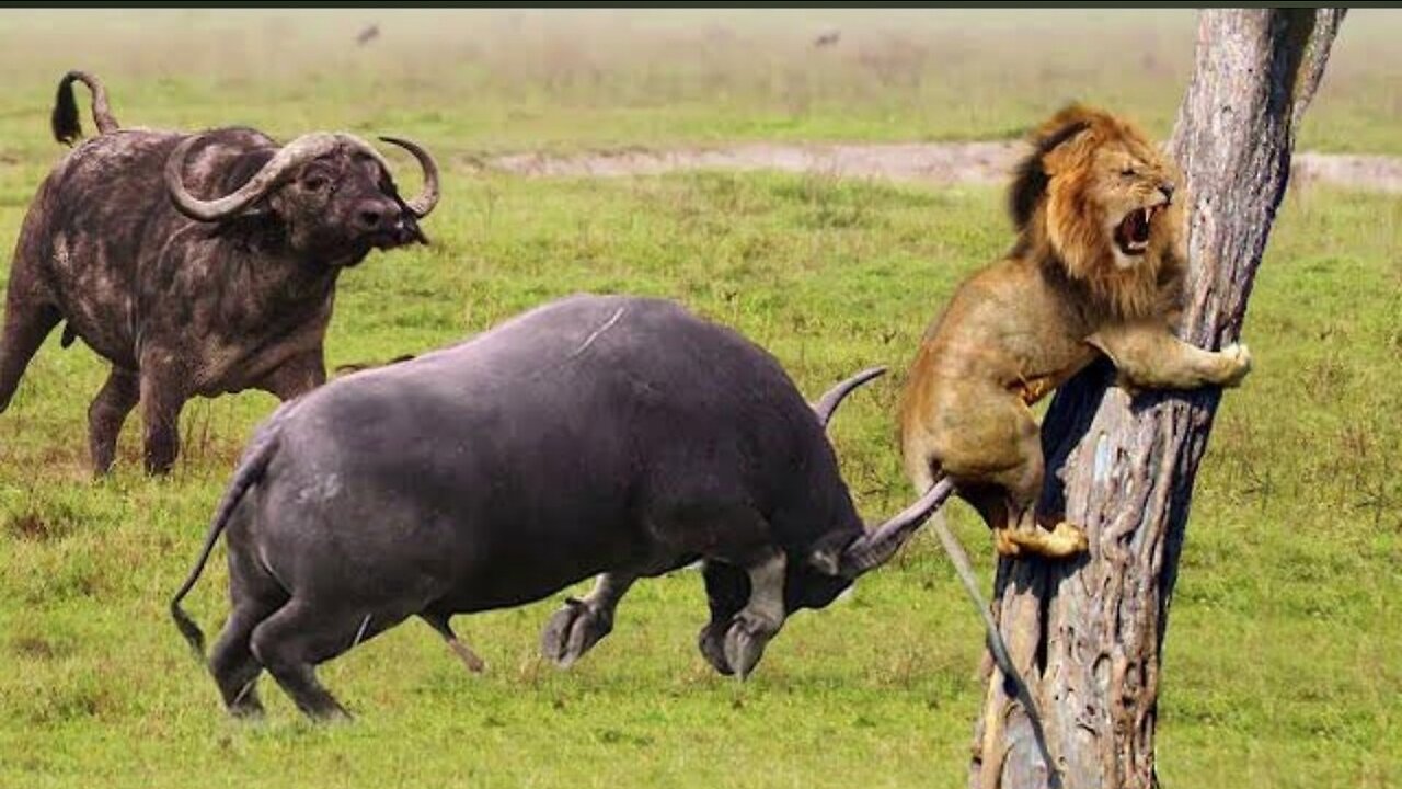Mother Buffalo takes down Loin with surprising ease to save His Baby