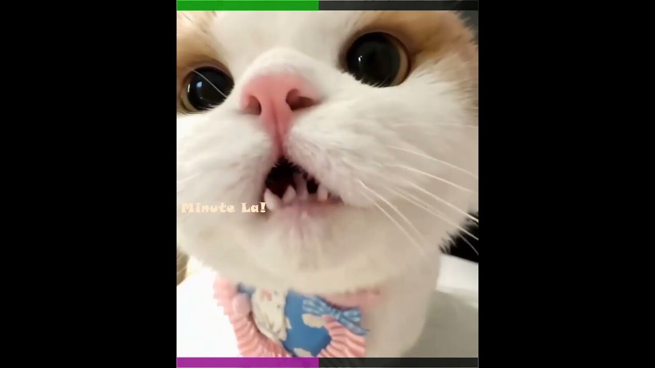 🥰🥰🥰 Funny Cats and Dogs Shorts Videos