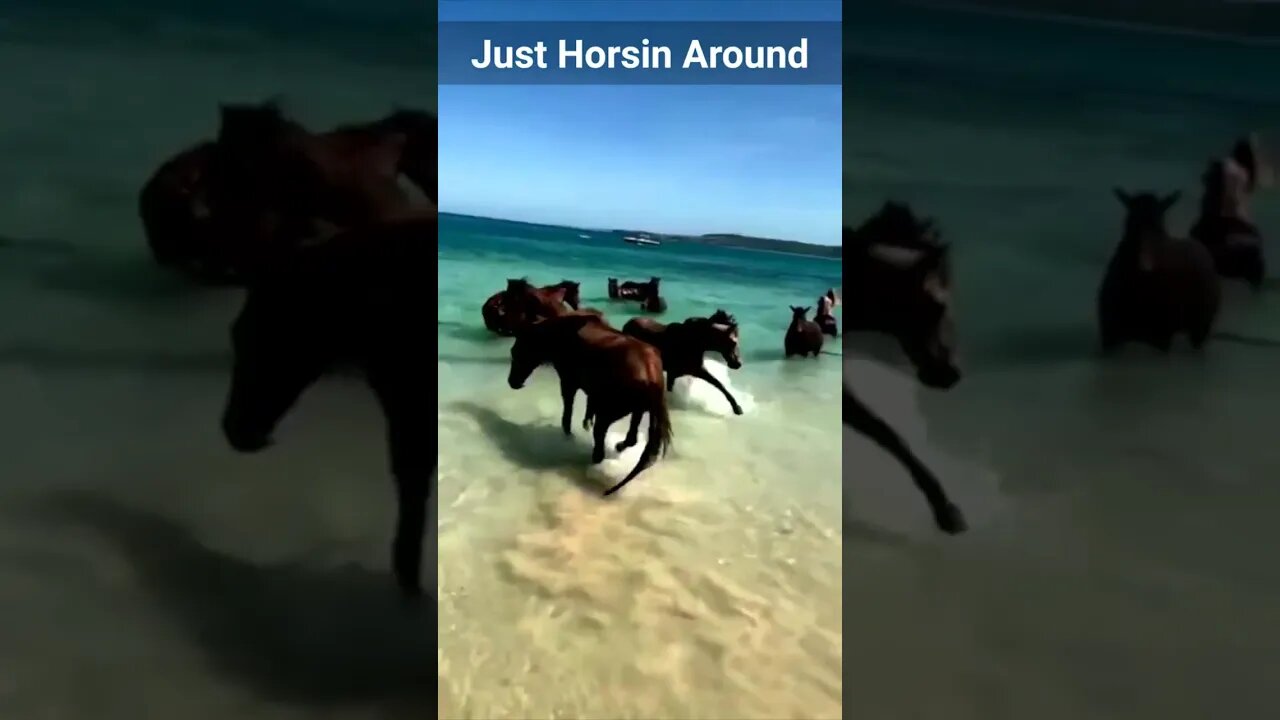 Just Horsin Around