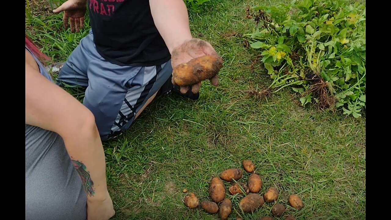 Digging up a Few Potatoes and Garden Progress