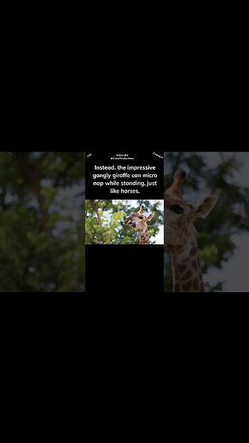 Giraffes sleep when standing up #giraffe #shorts