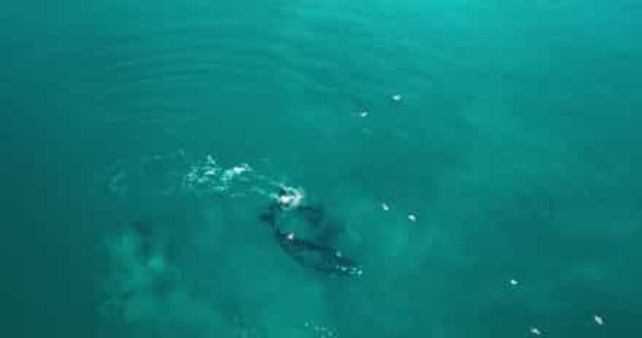 セミクジラの移動をとらえたドローン映像