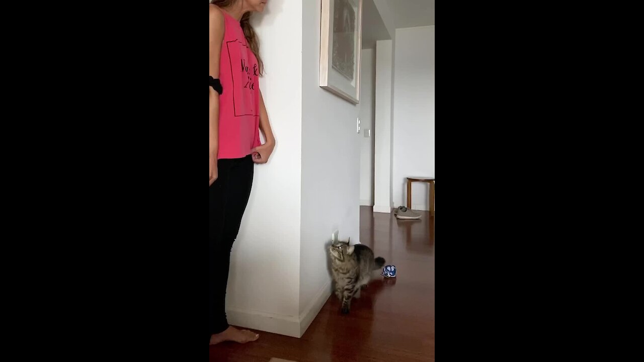 Cat Literally Jumps In Excitement During Hide-and-seek With Owner