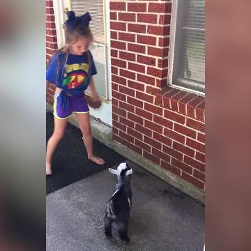 A Young Girl And A Baby Goat Run Against A Small Brick Wall