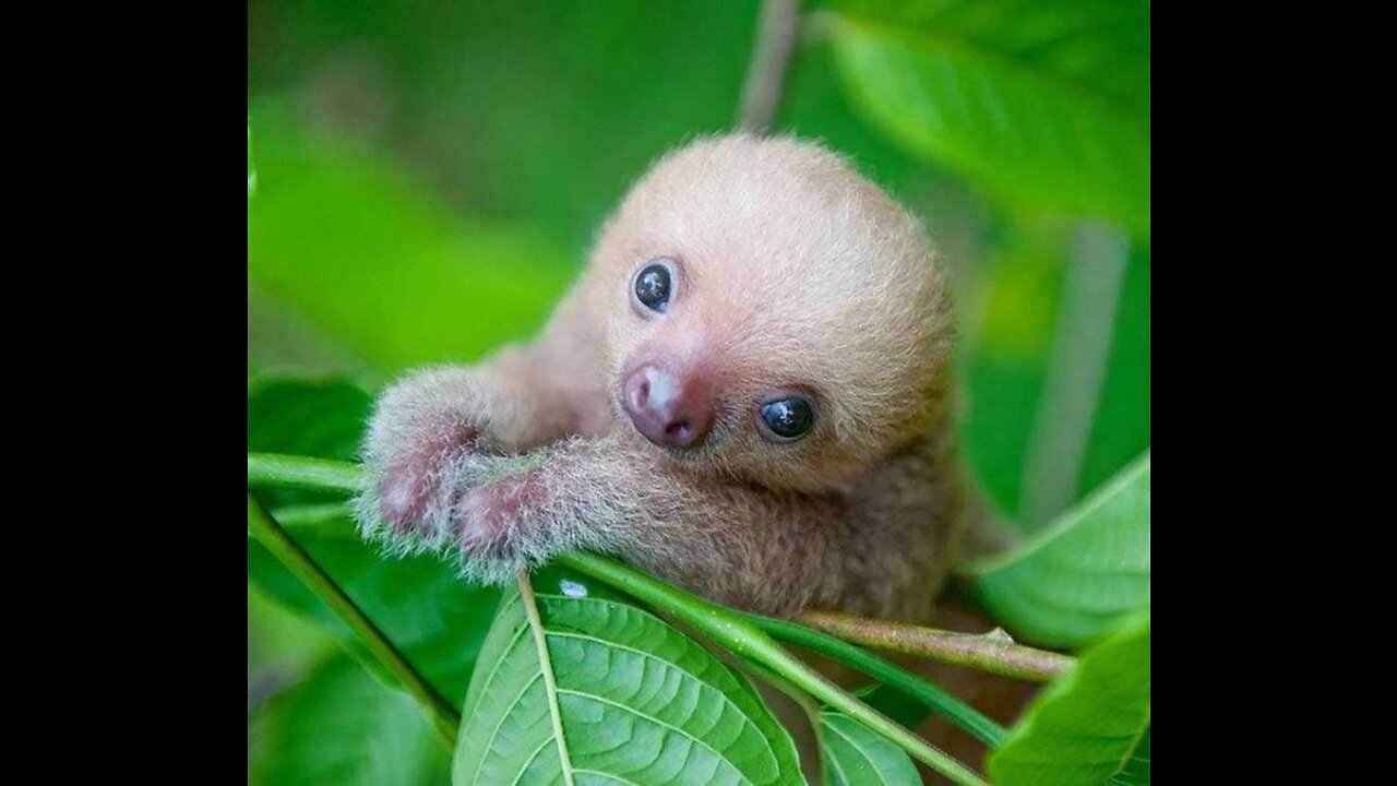 BABY SLOTH CUTE VIDEO THAT WILL FILL YOU WITH JOY