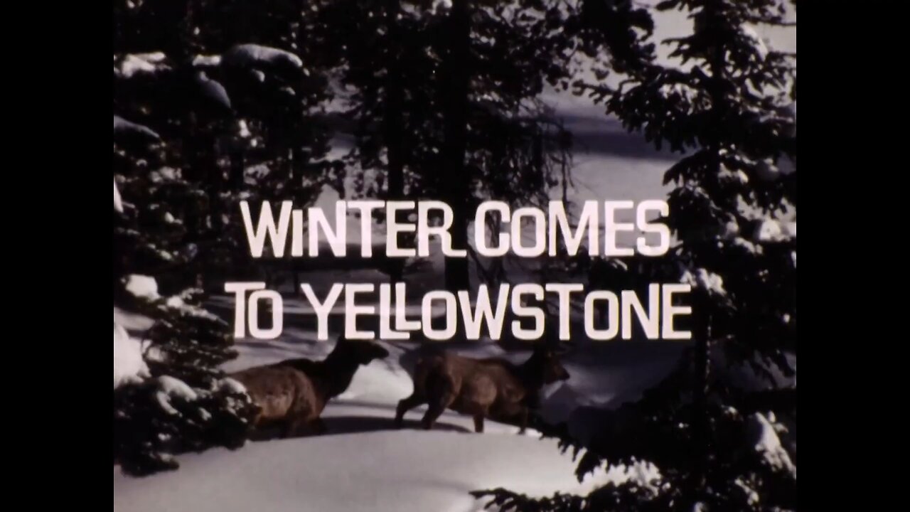 Mutual Of Omaha's Wild Kingdom - "Winter Comes To Yellowstone"