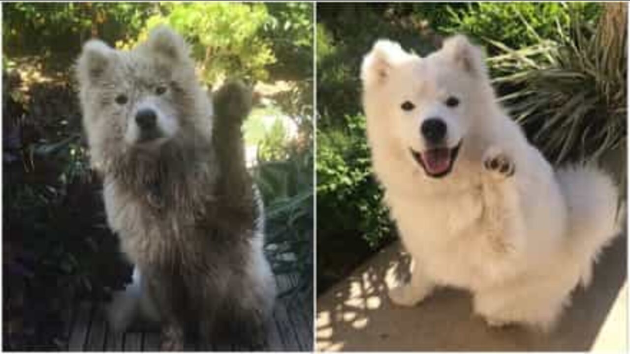 Cão aprende a acenar para o dono