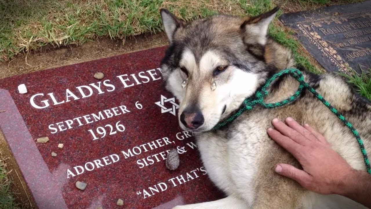 TOP Animal Heartbreaking, Emotional/ Inspiring Will Melt Your Heart Compilation cry