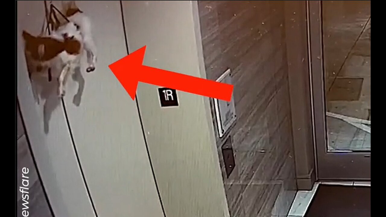 Heroic man saved a dog trapped in elevator doors