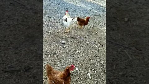 #rooster #chickens #freerange #layers #homesteading #homesteadlife #farm #farmlife #farmanimals