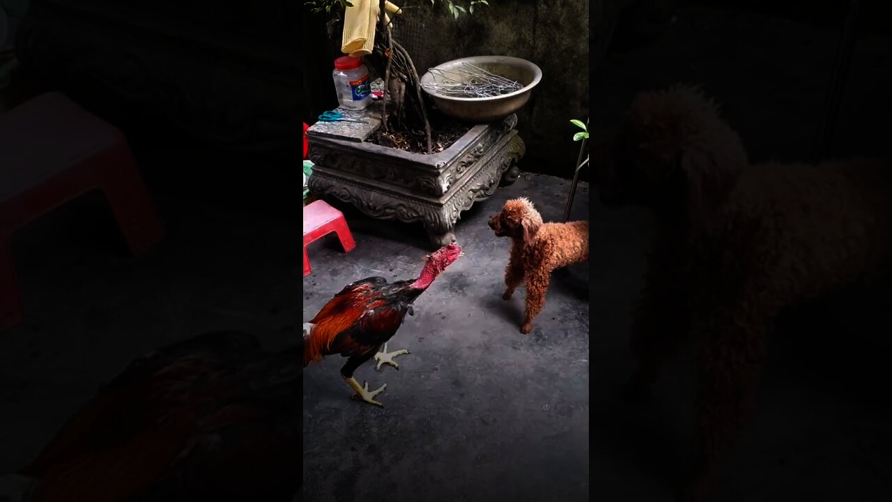 Pertarungan Ayam Melawan Anjing