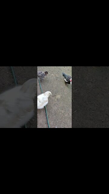 Good Morning Silkie Rooster and hen