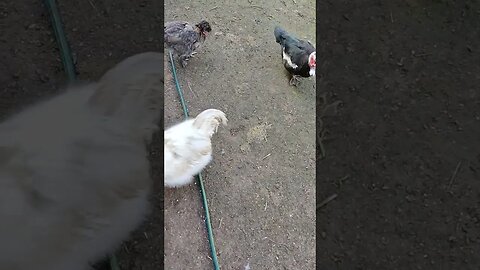 Good Morning Silkie Rooster and hen