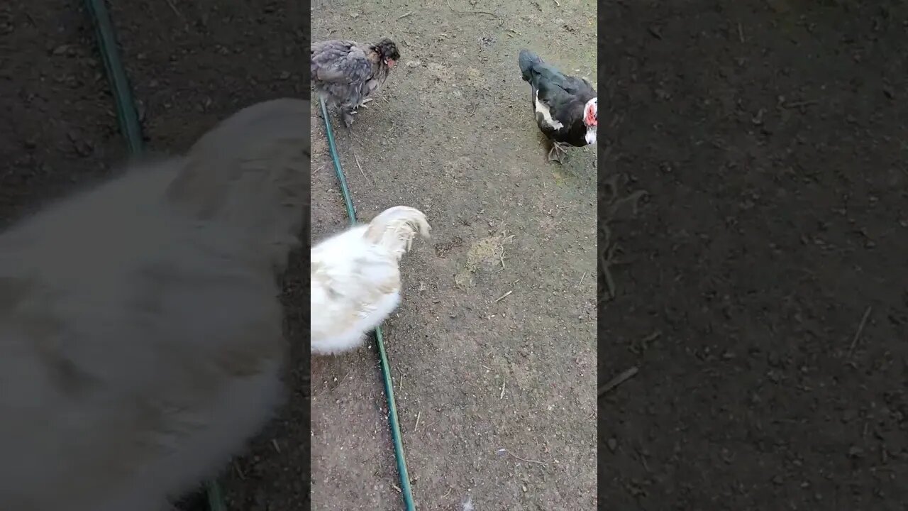 Good Morning Silkie Rooster and hen