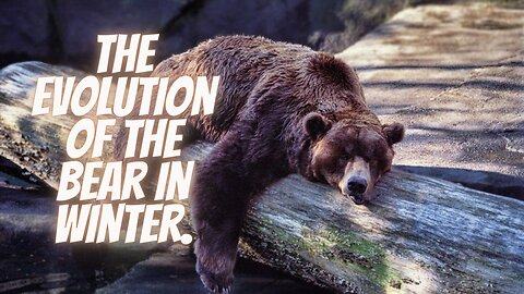 The evolution of the bear in winter.