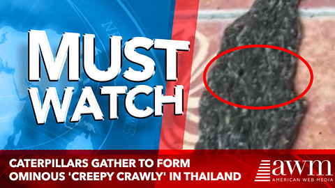 Caterpillars gather to form ominous 'creepy crawly' in Thailand