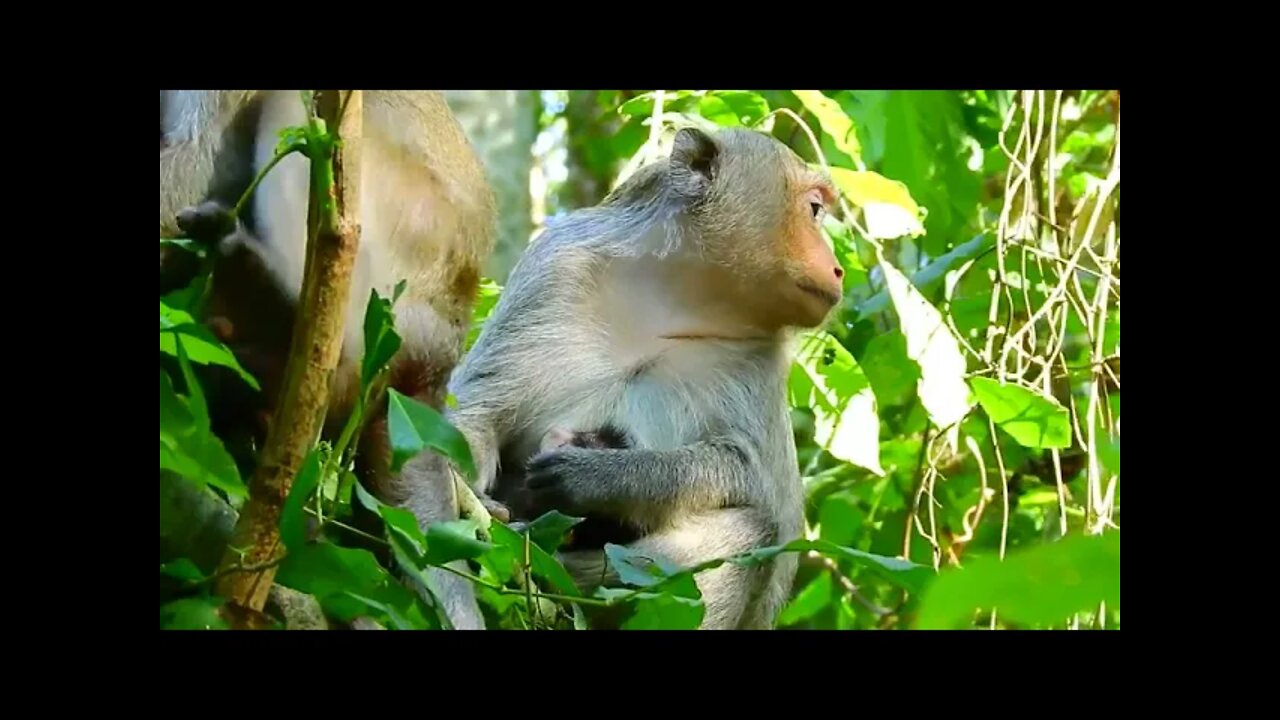 Angle Take Cares Her Baby Run In To The Deep Jungle For Safe