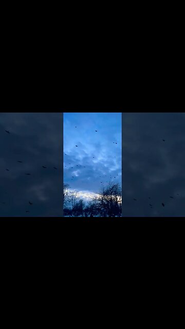 Massive Number of Crows Migrating