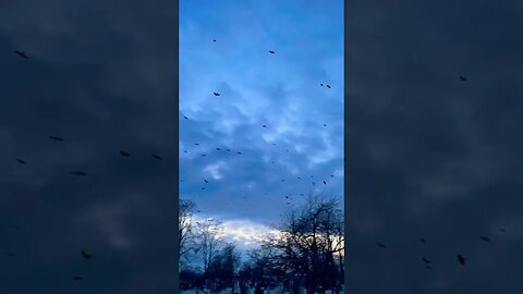 Massive Number of Crows Migrating