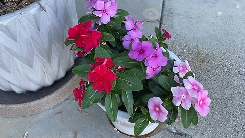 Beautiful Colorful Flowers