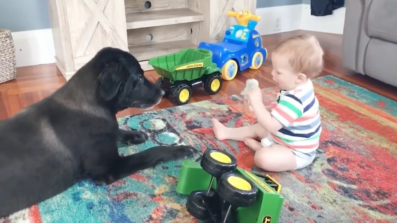 Babies and Dogs Funny Video #2