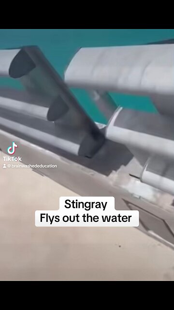 Stingray flys
