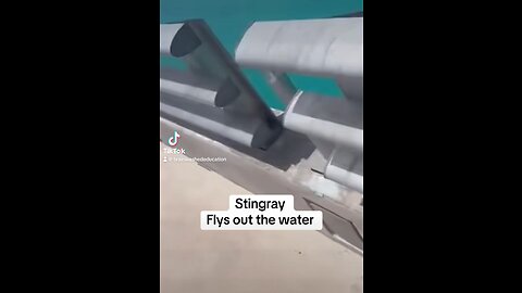 Stingray flys