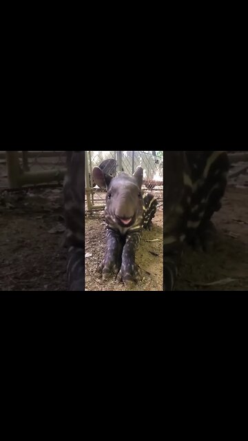 Parece minha sogra kkkk #shorts