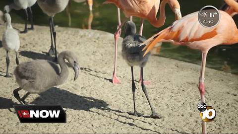 Zoo's flamingo flock has new members