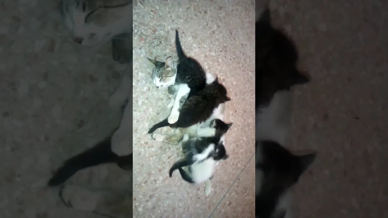 See how these funny kittens fight over their mother's milk