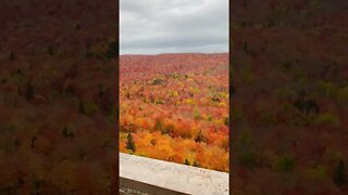 Stunning Autumn 🤩🍂 - Beautiful Nature Video #shorts #trending #viral