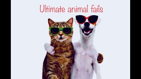 Funny animals fails