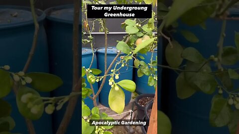 Tour of My Underground Greenhouse 😳 #gardenshorts #greenhousetour #greenhouse