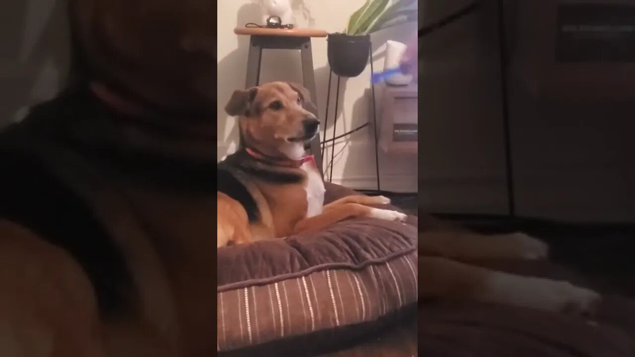 Showing his teeth when ever he wants something