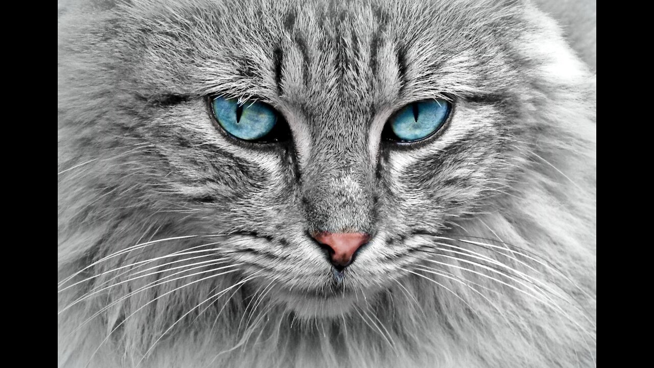 HYPNOSIS-CAT'S EYE