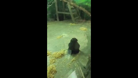 buddy after making mess chimp