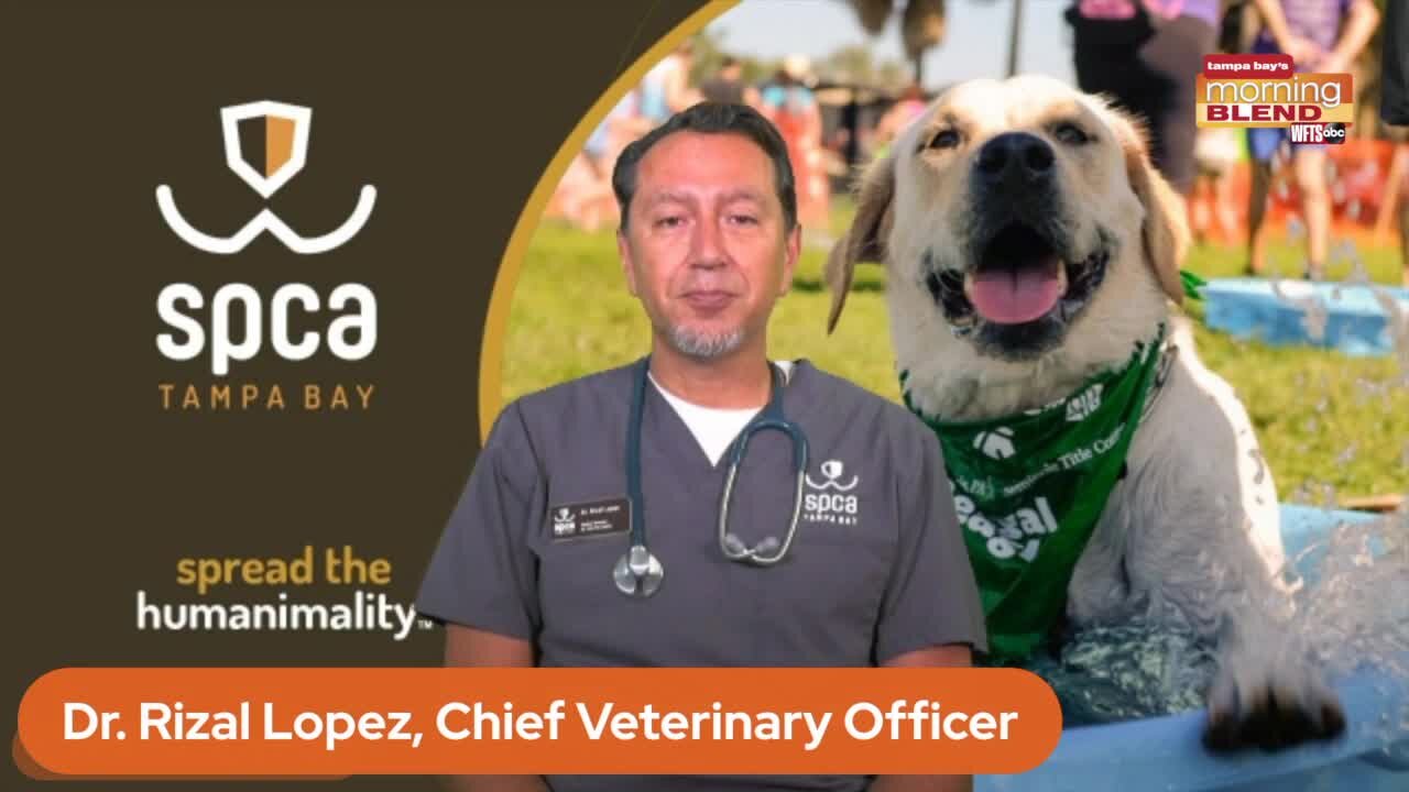 Pet Patrol SPCA Tampa Bay | Morning Blend