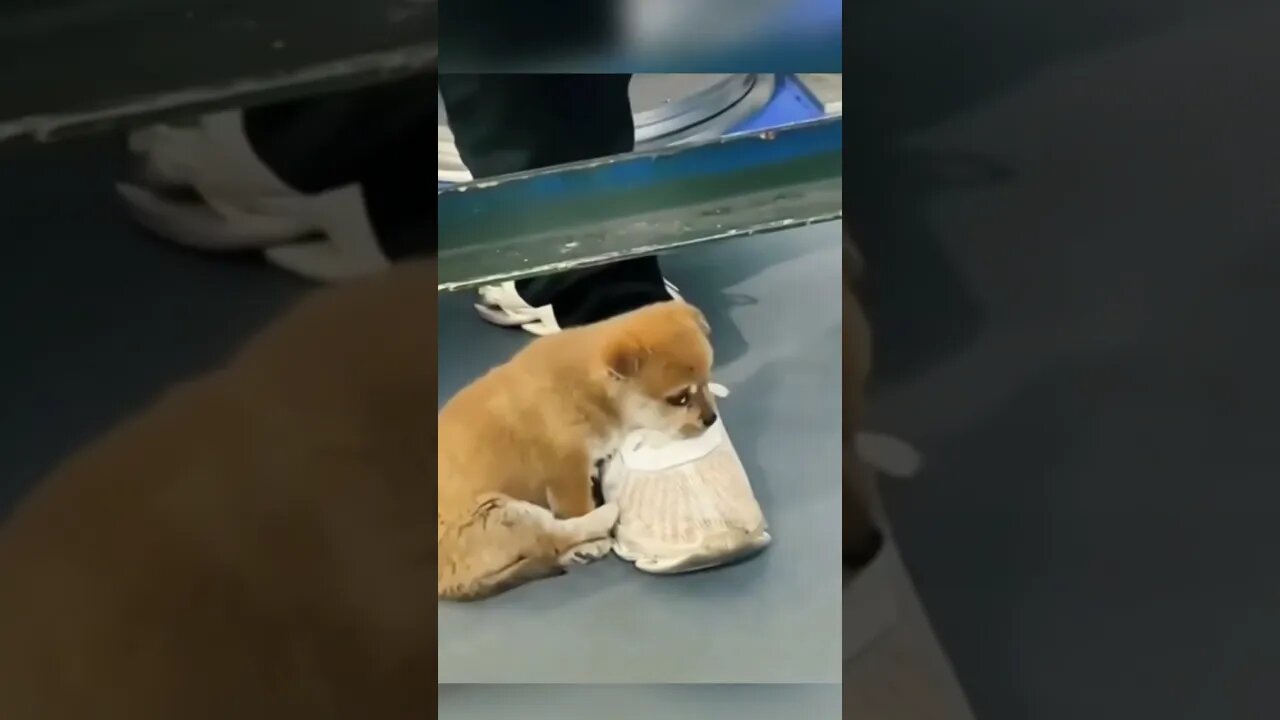 cute dog #pet #shorts