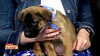 Humane Society of Tampa Bay | Morning Blend